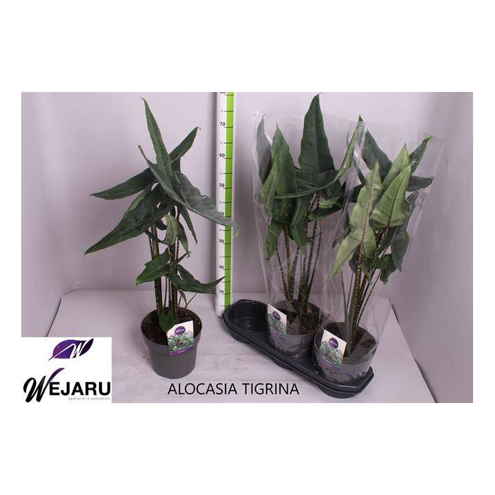 <h4>Alocasia Tigrina 19Ø 70cm 2pp</h4>