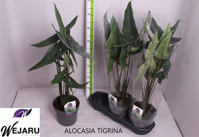 Alocasia Tigrina 19Ø 70cm 2pp