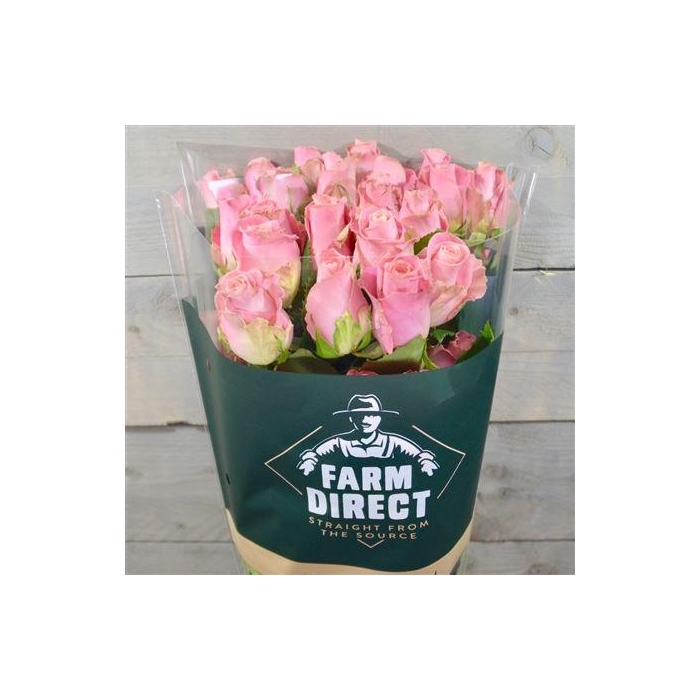 <h4>R Gr Hermosa</h4>