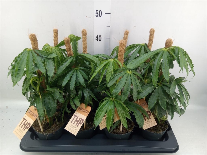 <h4>Anthurium ...</h4>