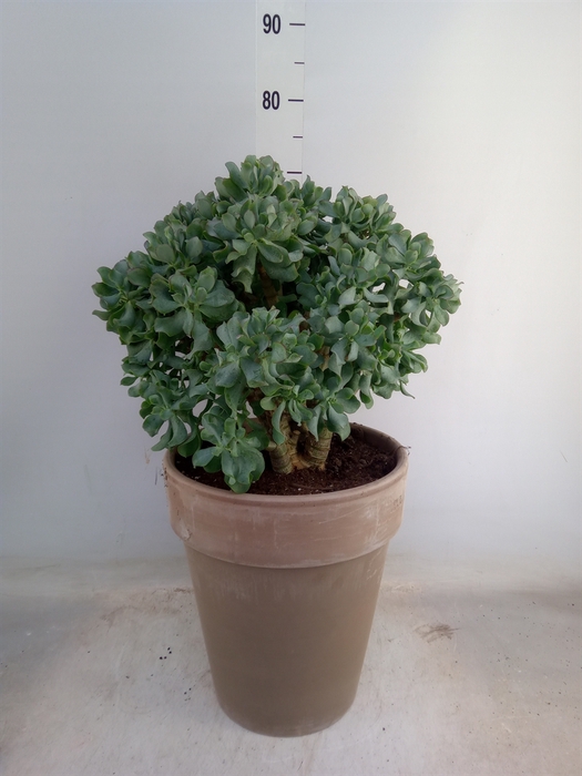 <h4>Crassula arborescens 'Curly'</h4>