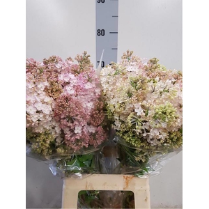 SYR HY MAIDENS BLUSH