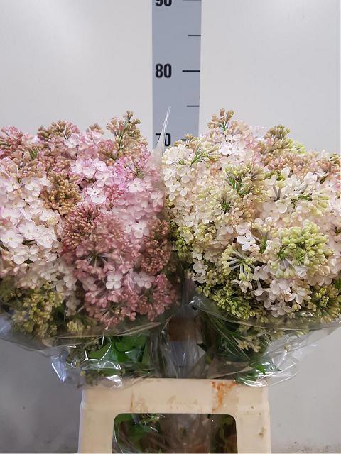 <h4>SYR HY MAIDENS BLUSH</h4>