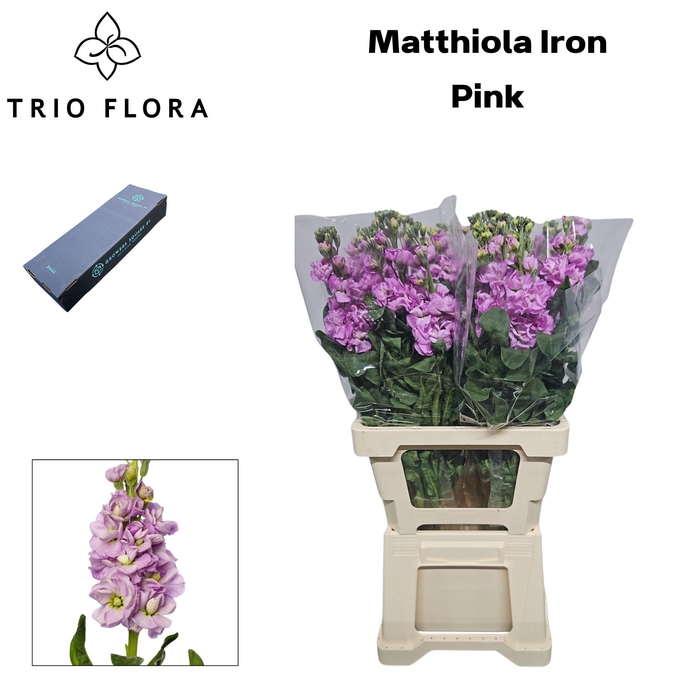 <h4>MATTH IRON PINK Box L 60</h4>