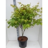 Acer palmatum Osakazuki