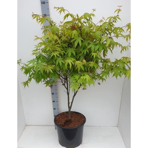 Acer palmatum Osakazuki