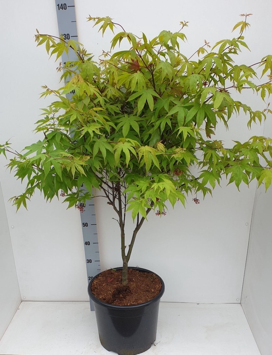 Acer palmatum Osakazuki