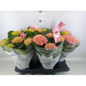 Hydrangea mac. 'Magical Evolution'