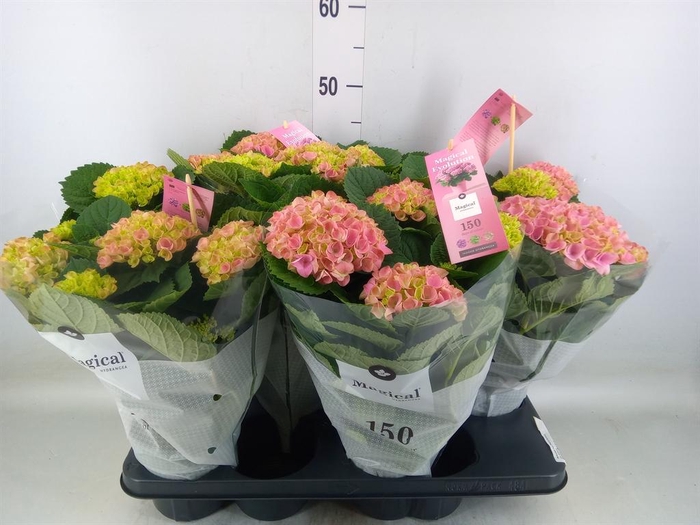 <h4>Hydrangea mac. 'Magical Evolution'</h4>