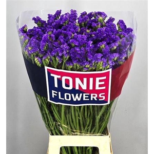 Limonium Crystal Dark Blue