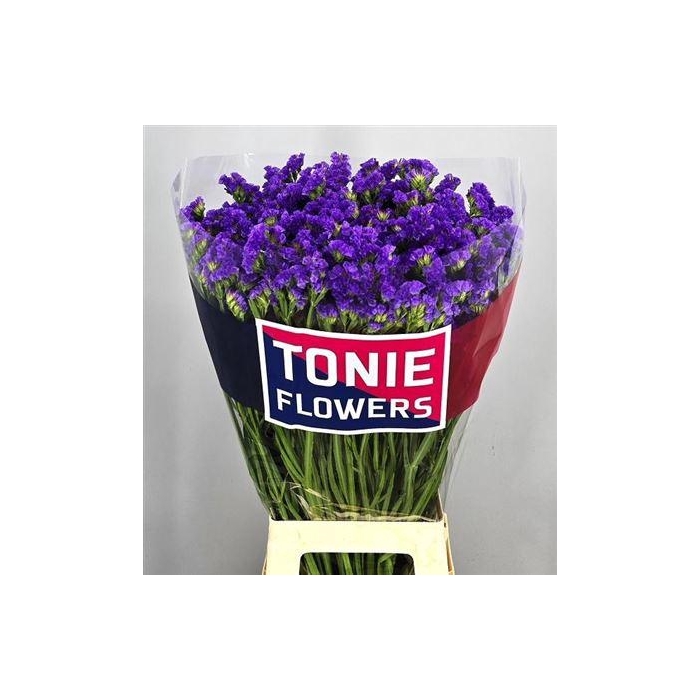 <h4>Lim S Crystal Dark Blue</h4>