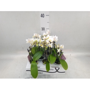 Phalaenopsis   ...mini