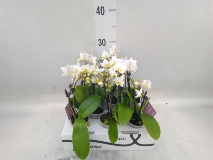 <h4>Phalaenopsis   ...mini</h4>