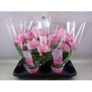 Phalaenopsis   ...