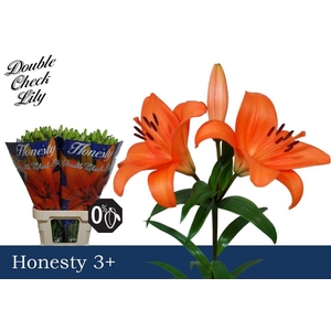 LI LA HONESTY 3+