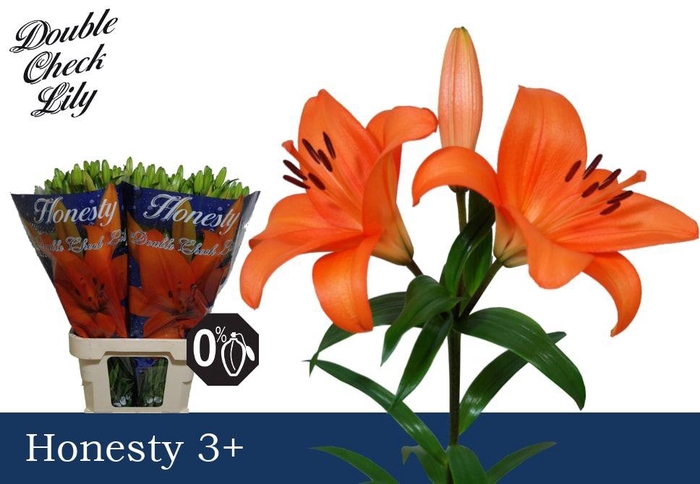 <h4>LI LA HONESTY 3+</h4>