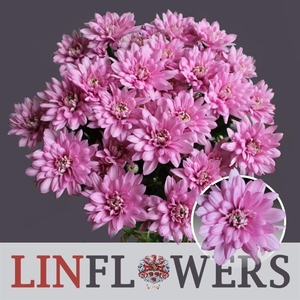 CHR T BALTICA PINK