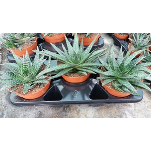 Gasteria Verrucosa