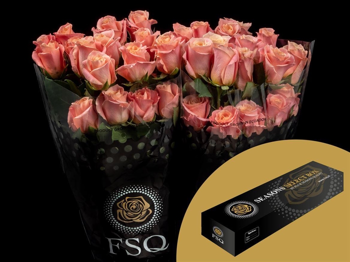 <h4>R GR Miss Piggy Box</h4>