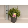 vaste planten 19 cm  Lythrum salicaria 'Robin'