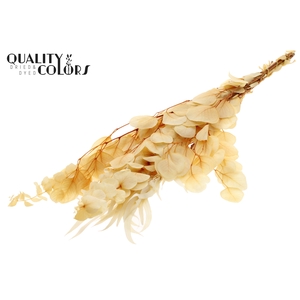 Eucalyptus Mix Preserved Bleached