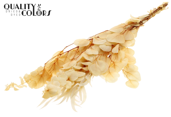 Eucalyptus Mix Preserved Bleached