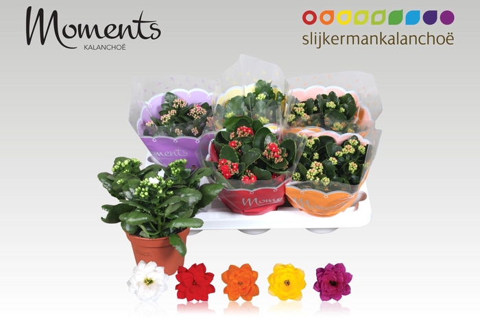 <h4>KAL GE GEM 5 KL</h4>