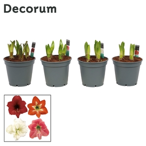 Amaryllis Multiflora Mix 6/7 Steel (Decorum)
