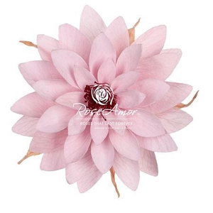Dalia Pin04