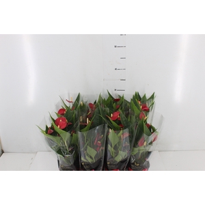 ANTHURIUM MINI MILLION FLOWERS P09