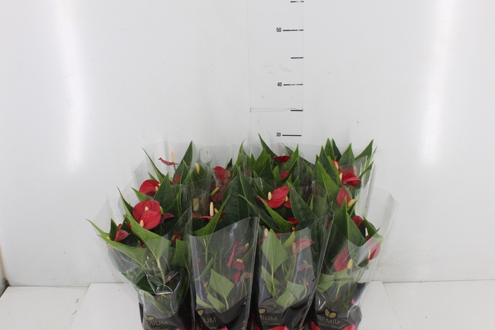 ANTHURIUM MINI MILLION FLOWERS P09