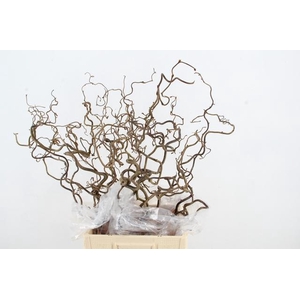 CORYL AV CONTORTA 2 JARIG 080CM