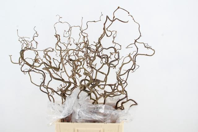 <h4>CORYL AV CONTORTA 2 JARIG 080CM</h4>