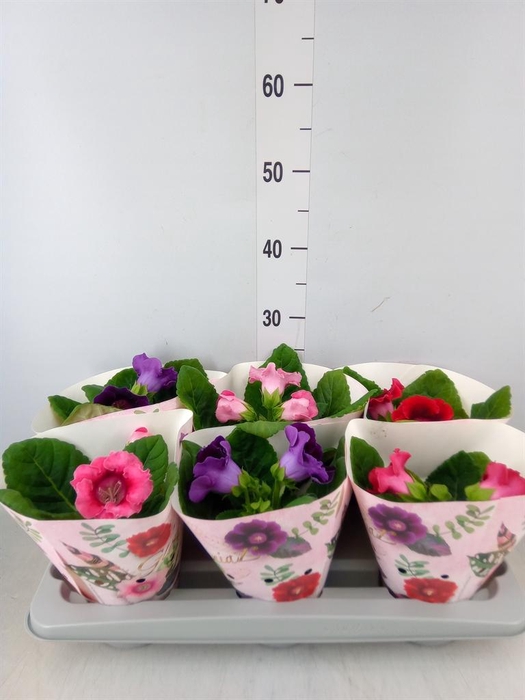 <h4>Sinningia   ...mix</h4>