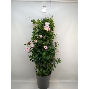 Mandevilla am. 'Sundav Cream Pink'