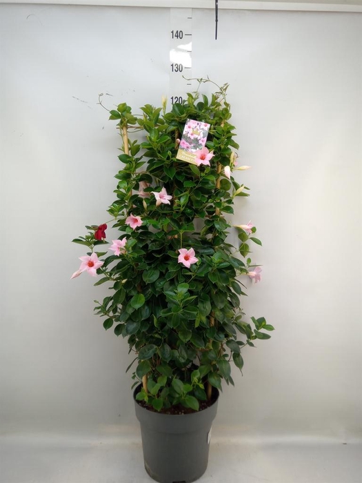 <h4>Mandevilla am. 'Sundav Cream Pink'</h4>