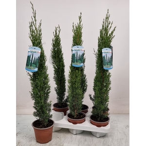 CUPRES SE TOTEM