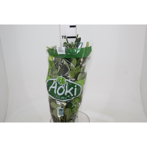 FOLH PIT. VERDE 070 CM