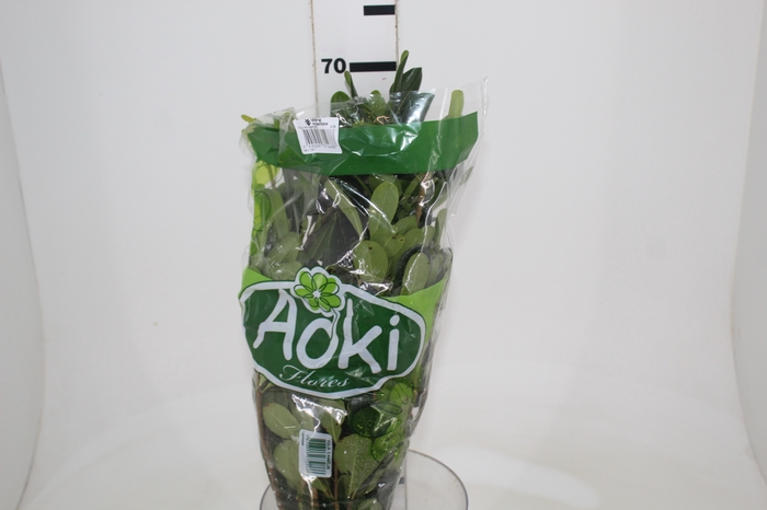 <h4>FOLH PIT. VERDE 070 CM</h4>