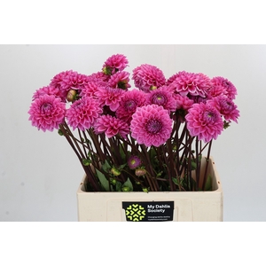 Dahlia Sandra
