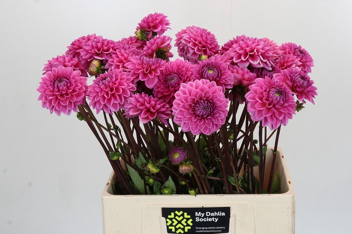 <h4>Dahlia Sandra</h4>