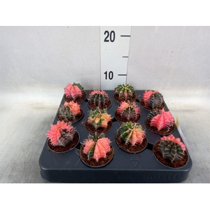 Gymnocalycium mihanov. ...