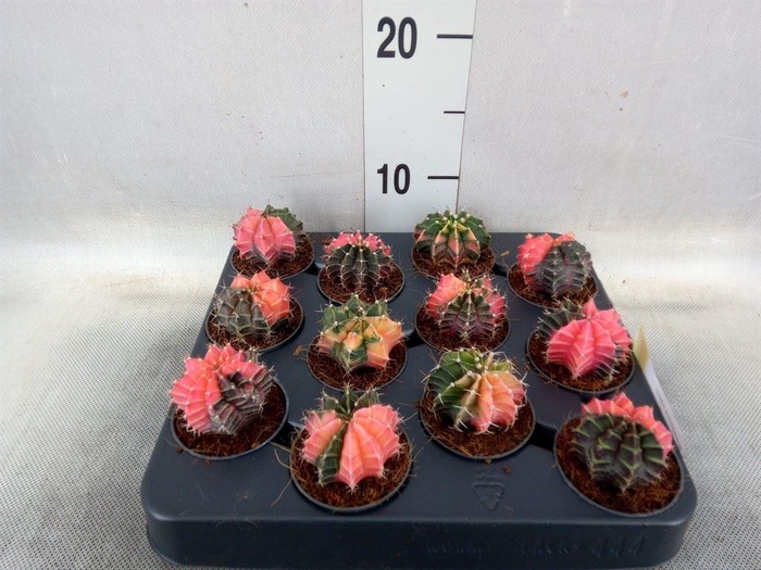 <h4>Gymnocalycium mihanov.   ...</h4>