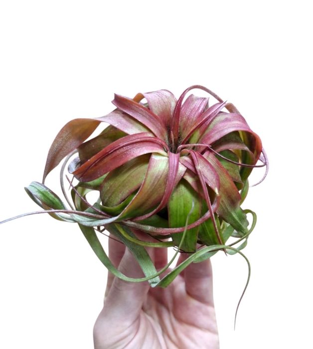 <h4>Tillandsia</h4>