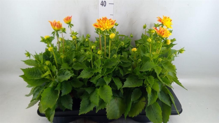 <h4>Dahlia  'Hypnotica Candy Corn'</h4>