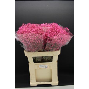 Gyps Grof Fuchsia