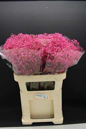 <h4>Gyps Grof Fuchsia</h4>