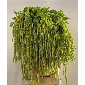 Amar Ca Green Cord