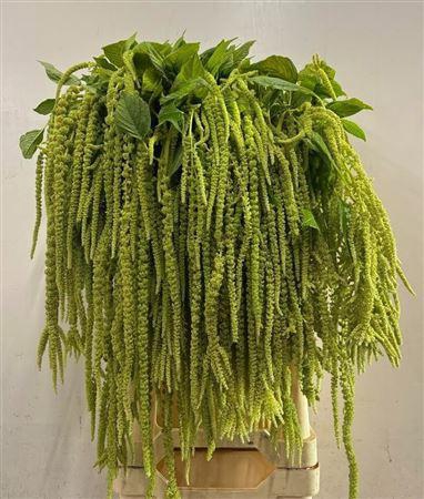 <h4>Amar Ca Green Cord</h4>