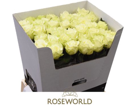 <h4>R Gr White Naomi A2 Roseworld</h4>